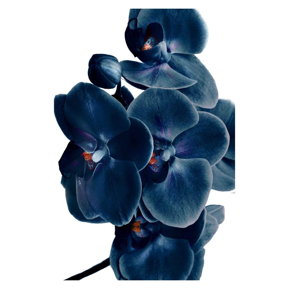 Wall Art & Mirrors |  BLUE ORCHID GLASS ART Blue Home Décor Blue